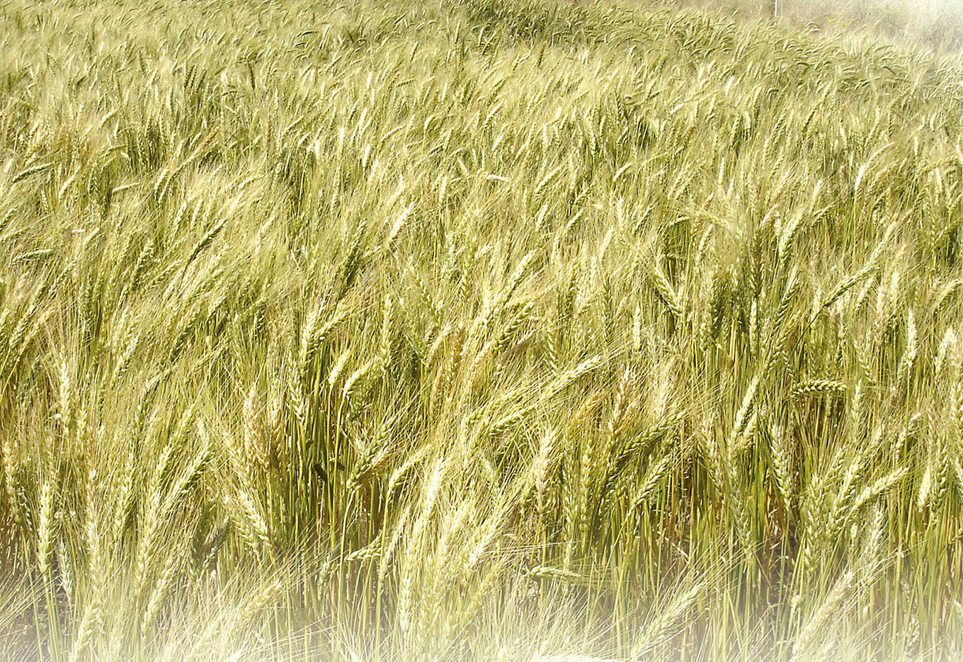 Novas cultivares de trigo no Brasil