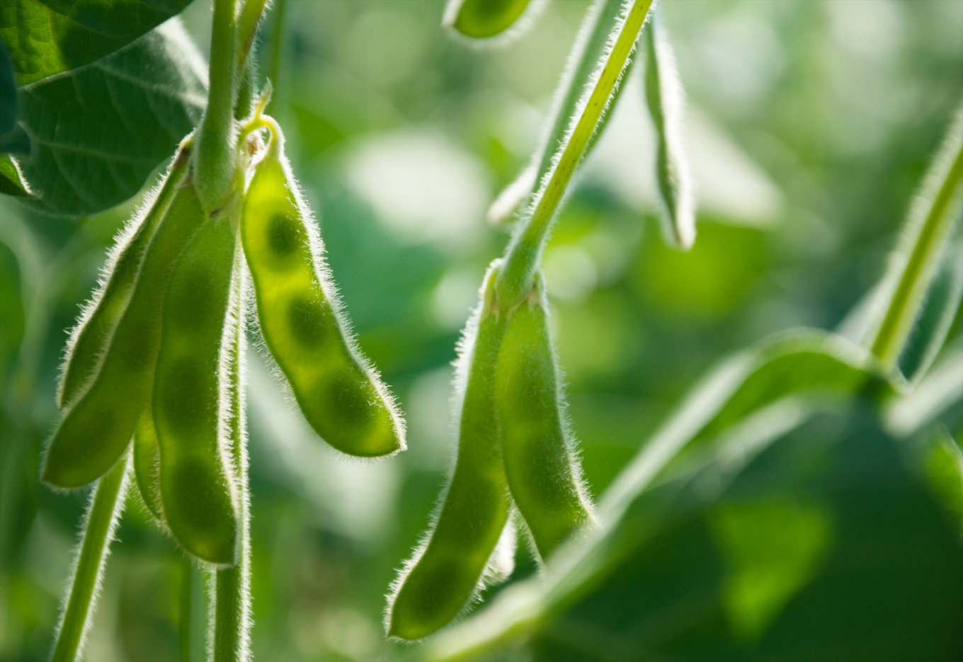 Corteva Agriscience lança Sistema Enlist no Brasil