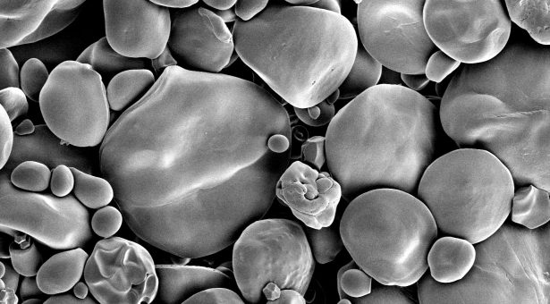Grânulos gigantes de amido de trigo, um grande avanço biotecnológico com potenciais benefícios para toda a cadeia industrial Grânulos gigantes de amido de trigo, um grande avanço biotecnológico com potenciais benefícios para toda a cadeia industrial