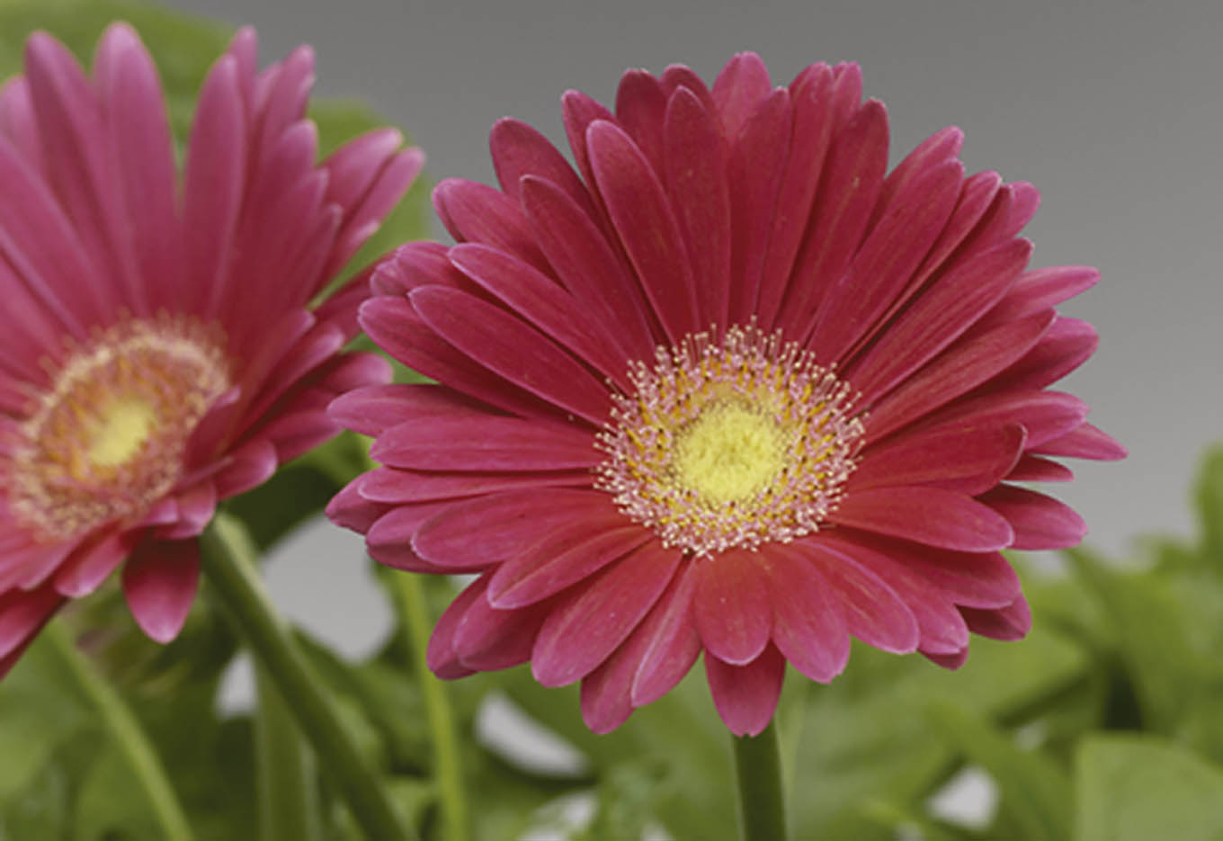 Sementes de Flores conquistam espaço
