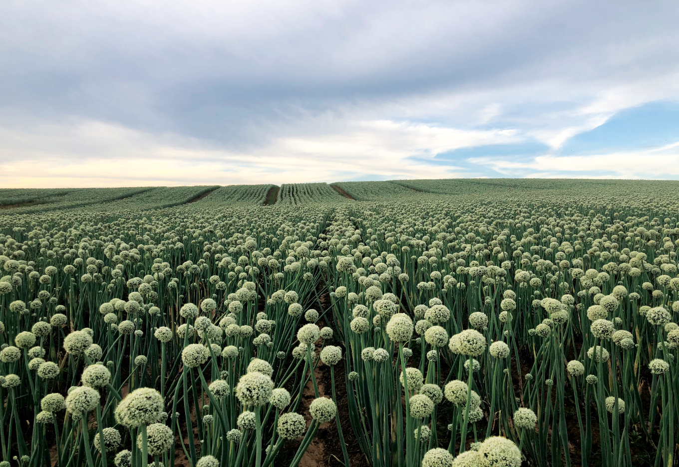 Agritu sementes para transformar em protagonista a base da nossa culinária