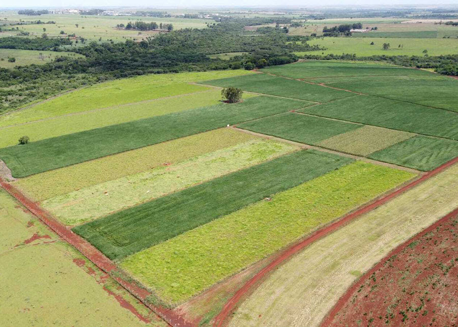 Produtividade da soja cresce onze porcento a cada avanço nos níveis de manejo do solo