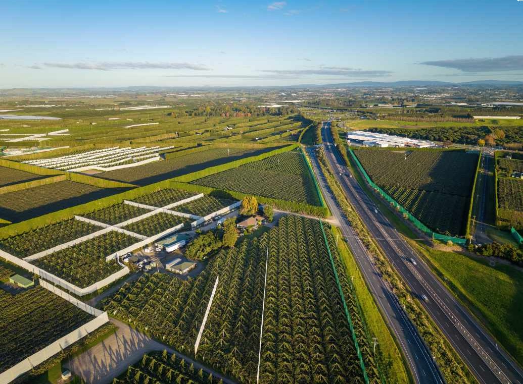 Produtores da Nova Zelândia se beneficiam com o fortalecimento dos direitos de variedades vegetais Produtores da Nova Zelândia se beneficiam com o fortalecimento dos direitos de variedades vegetais