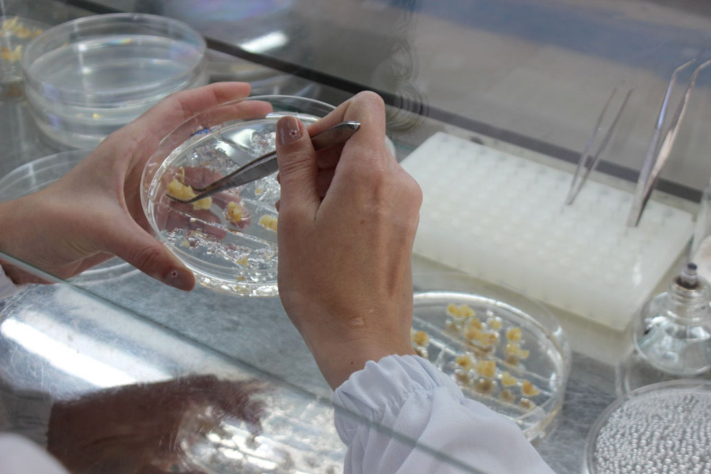 Pesquisa revela regiões ideais do genoma do milho para criação de plantas transgênicas