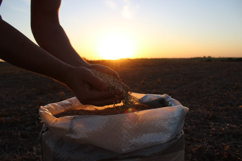 Cuidados com a semente podem definir sucesso da lavoura de trigo