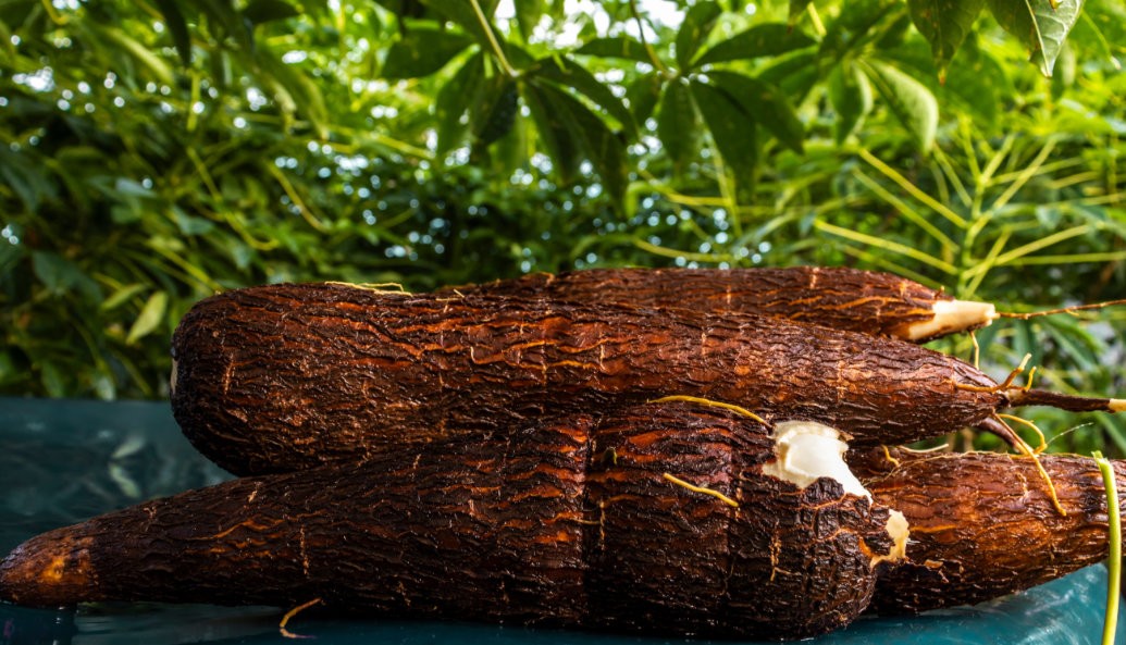 IAC lança cultivar de mandioca com um salto significativo de produtividade