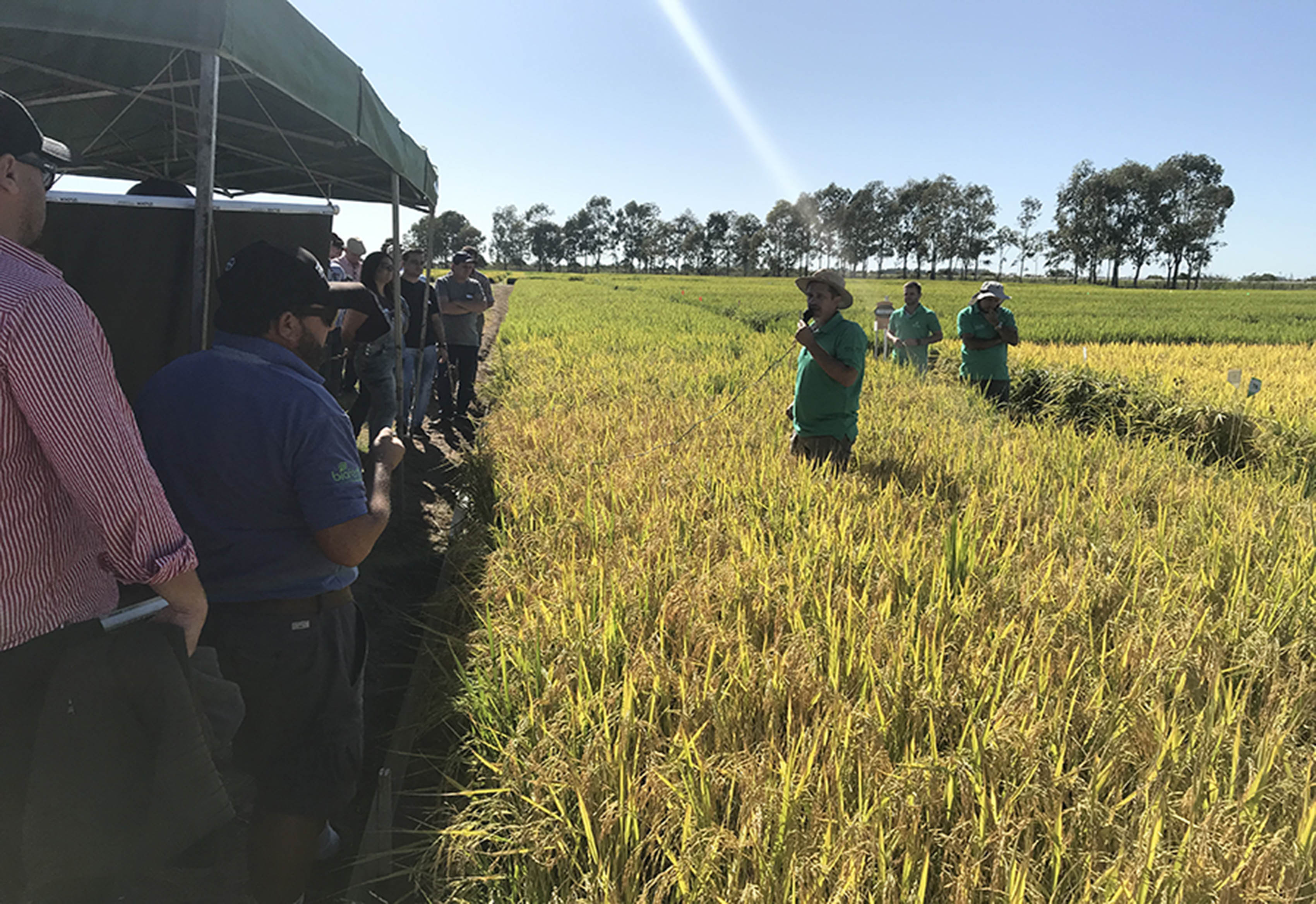 A empresa Ricetec e as evoluções do arroz híbrido
